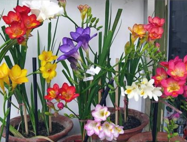 香雪兰种球的种植方法有哪些？