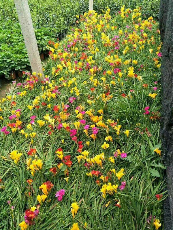 香雪兰种球什么时候种比较好？