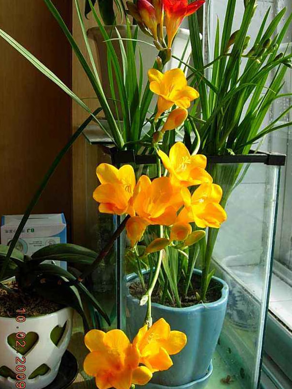 香雪兰种球为什么不发芽？