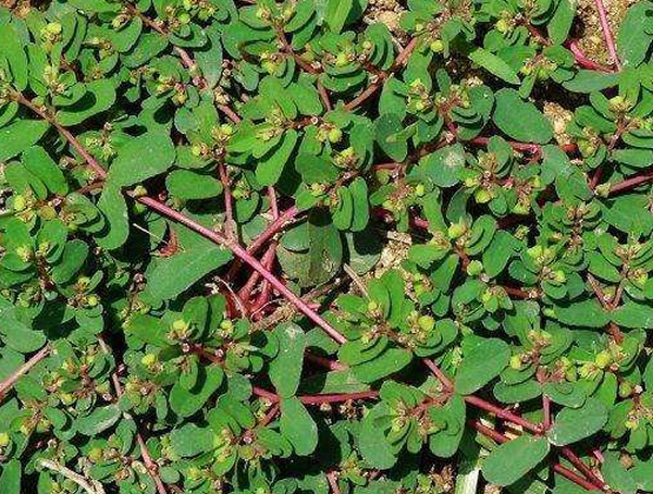 蚂蚁草的功效与作用有哪些？