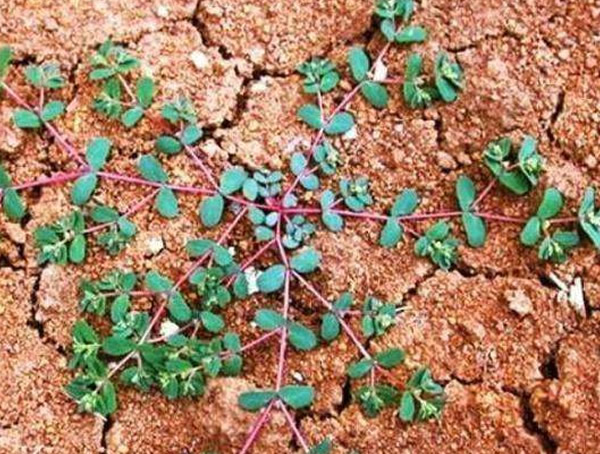 蚂蚁草别名叫什么名字？