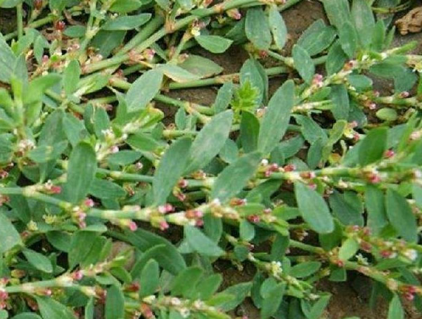 蚂蚁草是什么样子的？