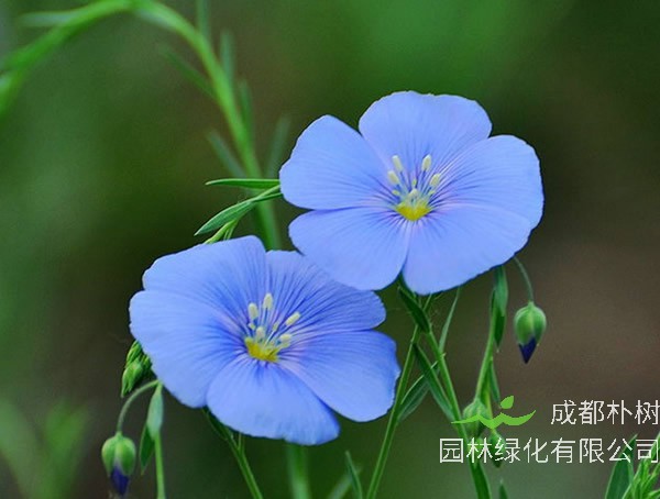 蓝花亚麻什么时候播种比较好？