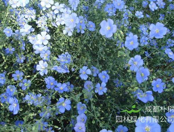 蓝花亚麻的种植方法和注意事项有哪些？