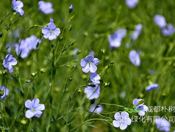蓝花亚麻什么时候开花？花期是多久？