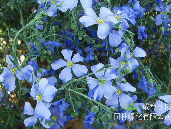 蓝花亚麻花语是什么？有哪些象征意义？