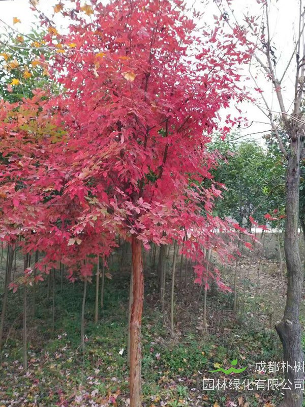 血皮槭是国家几级树？