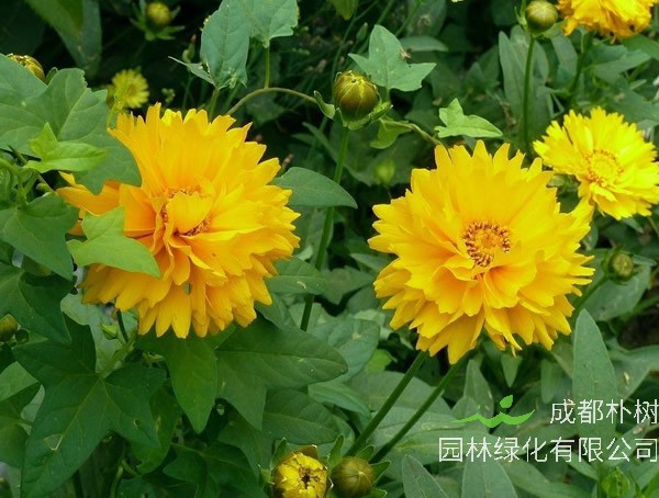 大花金鸡菊的园林应用有哪些？