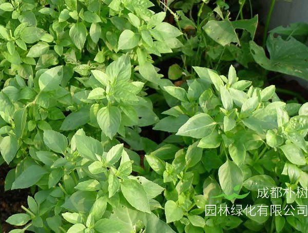 香荆芥的功效与作用有哪些？