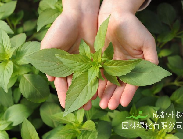 香荆芥怎么吃？有哪些食用方法？