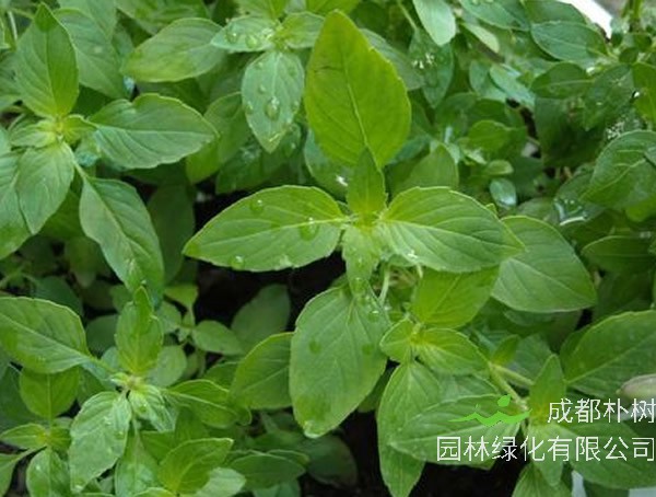 香荆芥是薄荷吗？