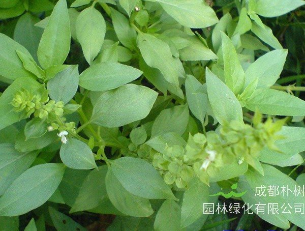 香荆芥是哪里的特产？主产地在哪儿？