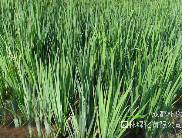 水菖蒲和石菖蒲的区别有哪些？