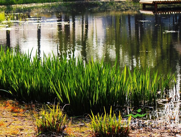 水菖蒲的功效和作用有哪些？