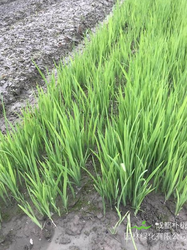 水菖蒲如何种植效益最好？