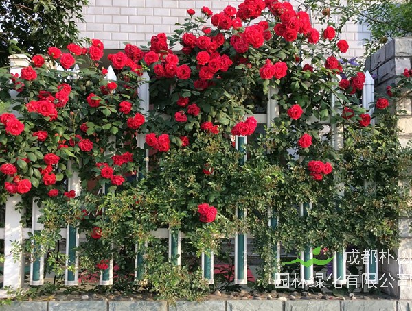 御用马车月季的优缺点有哪些？