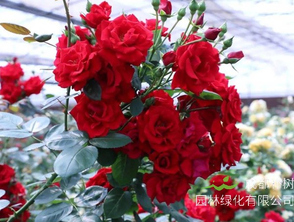 御用马车月季如何修剪最好看？