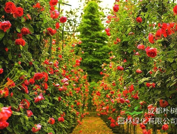 御用马车月季是多季开花吗？