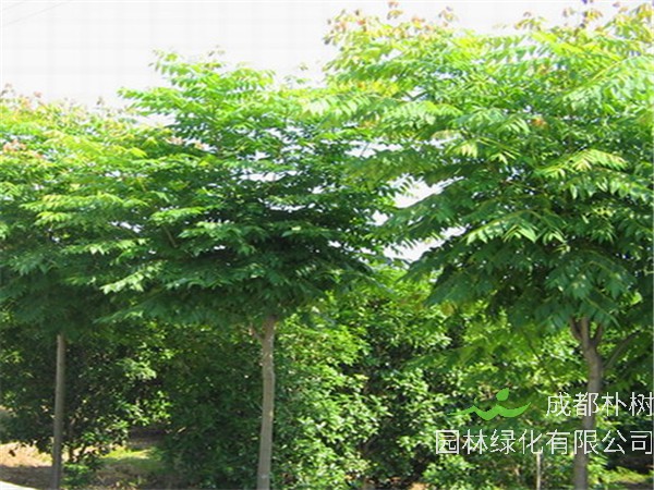 栾树有哪些品种？栽植方法是什么？