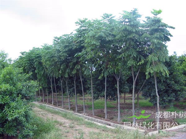 栾树是什么树，什么时候施肥，什么时候开花？