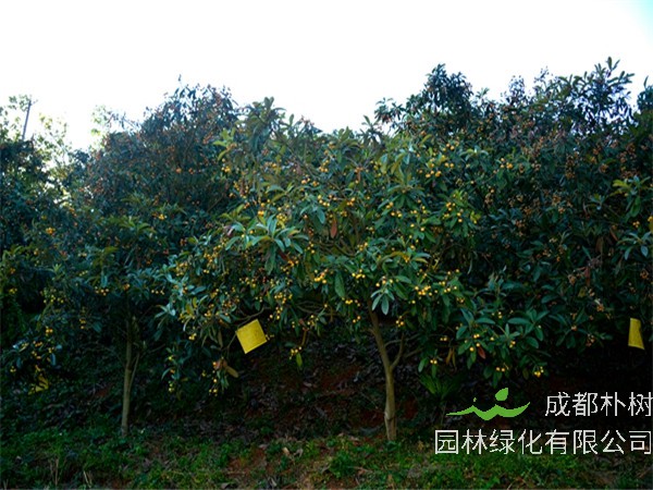 枇杷树什么时候开花？什么时候修剪？