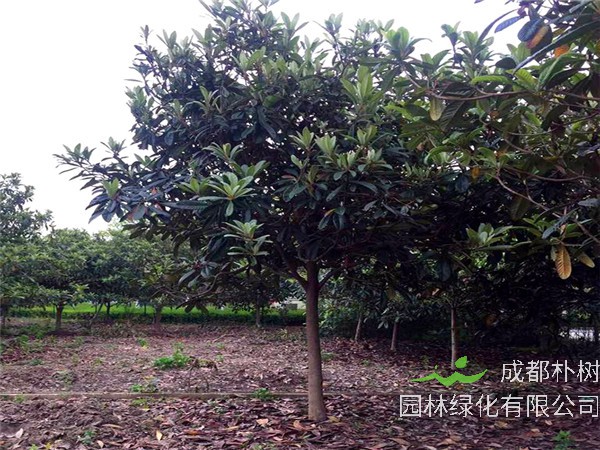 四川哪里栽植有枇杷树？