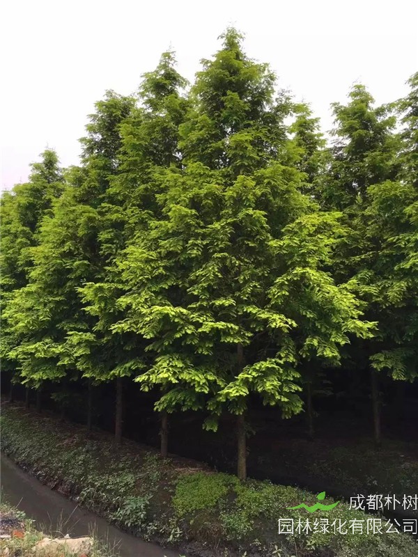 如何管理和种植金叶水杉？