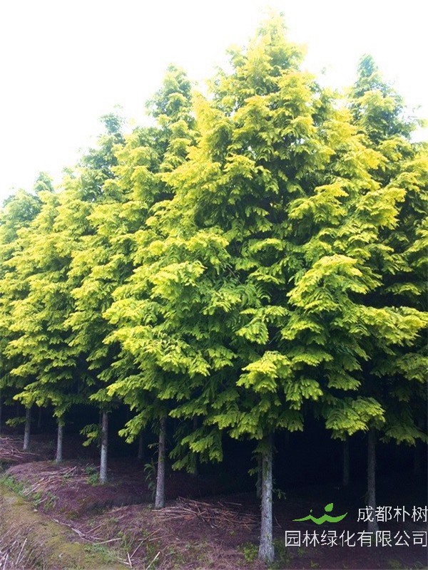 金叶水杉的功效与作用是什么？