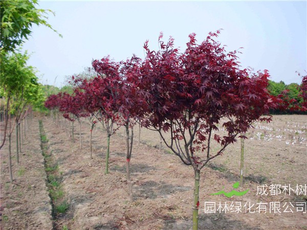 日本红枫怎么修剪？