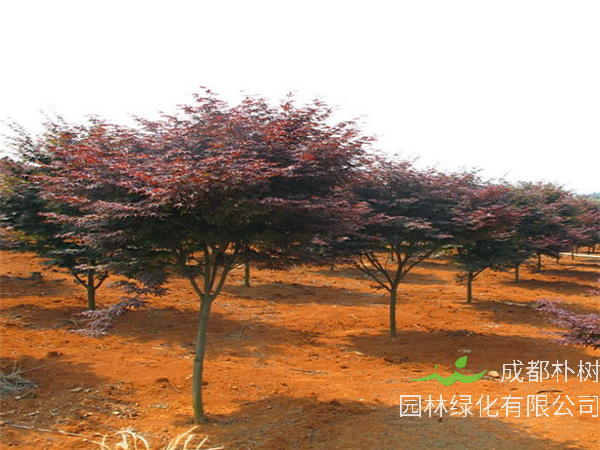 日本红枫为什么嫁接？