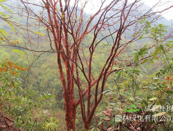 血皮槭的种植前景怎么样？有哪些经济效益？