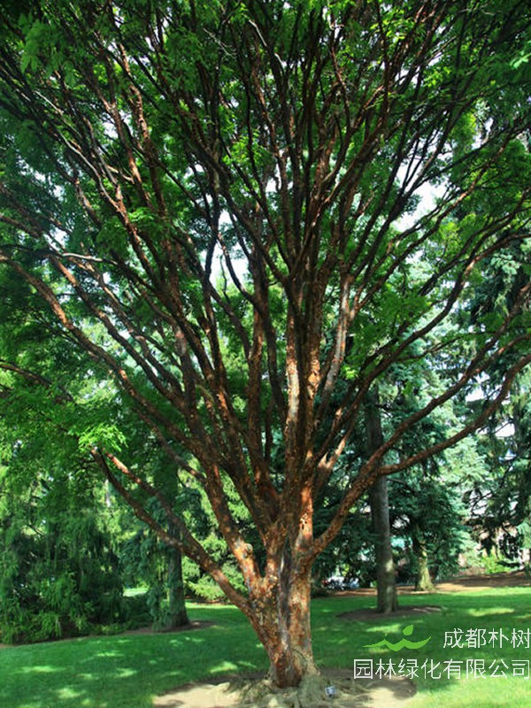 血皮槭的种植技术要点有哪些?