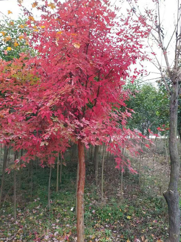 血皮槭是国家几级树？