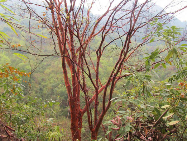 血皮槭的种植前景怎么样？有哪些经济效益？