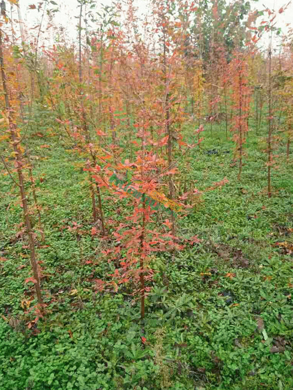 血皮槭的园林用途有哪些？