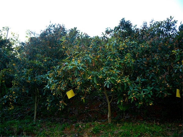 枇杷树什么时候开花？什么时候修剪？