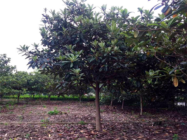 四川哪里栽植有枇杷树？