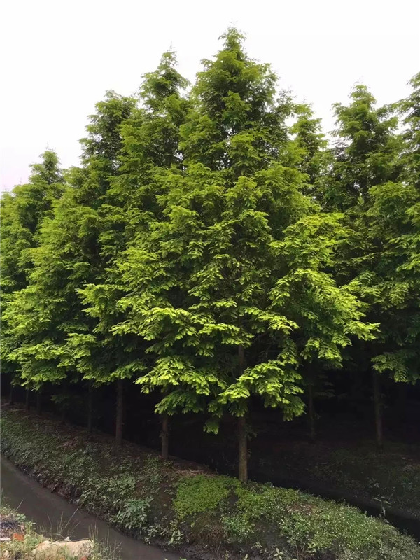 如何管理和种植金叶水杉？