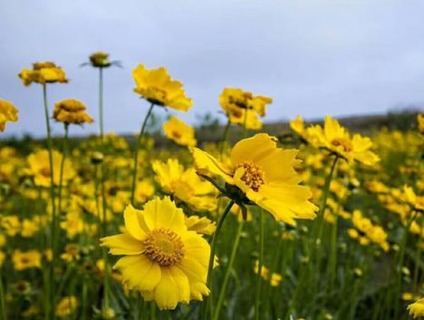 大花金鸡菊播种时间是什么时候？