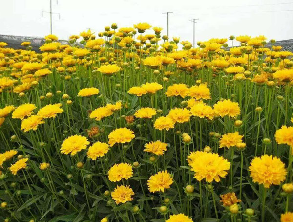 大花金鸡菊为什么长的慢？怎么处理？