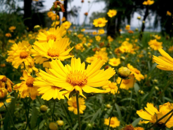 大花金鸡菊五月能播种吗？