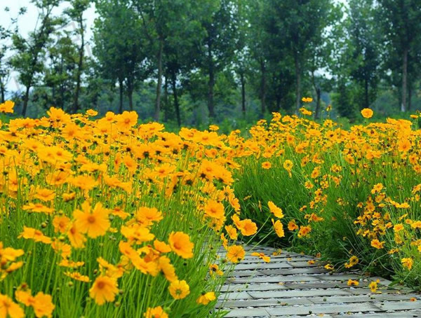 外来物种大花金鸡菊入侵的现状是怎样的？