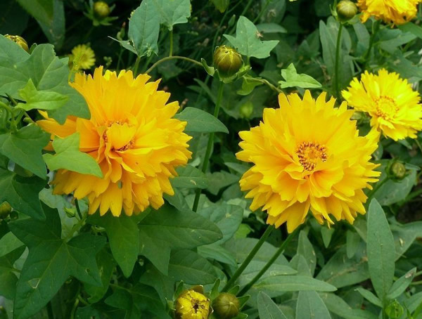 大花金鸡菊的园林应用有哪些？