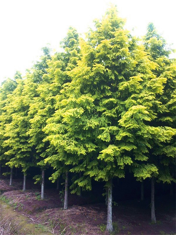 金叶水杉的功效与作用是什么？