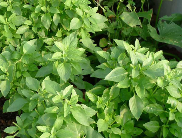 香荆芥的功效与作用有哪些？