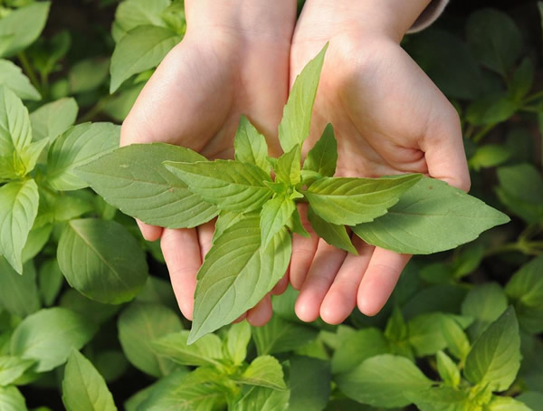 香荆芥怎么吃？有哪些食用方法？