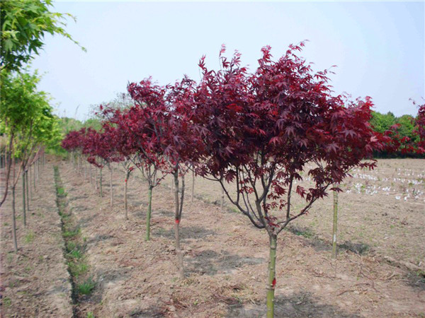 日本红枫怎么修剪？