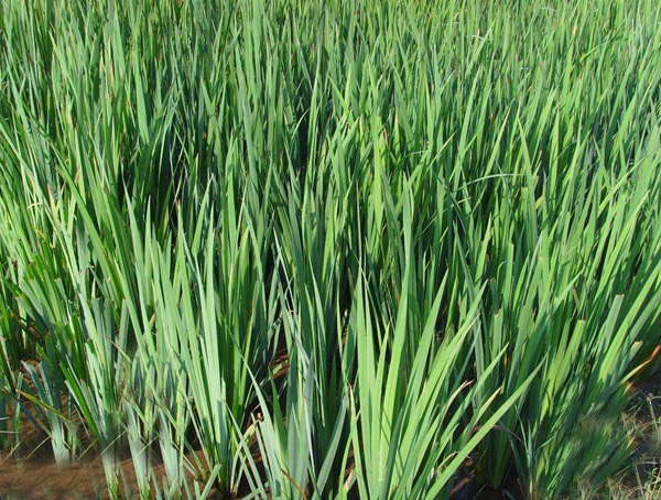 水菖蒲和石菖蒲的区别有哪些？