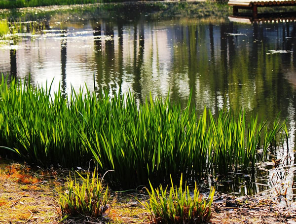 水菖蒲的功效和作用有哪些？