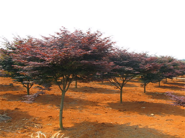 日本红枫为什么嫁接？